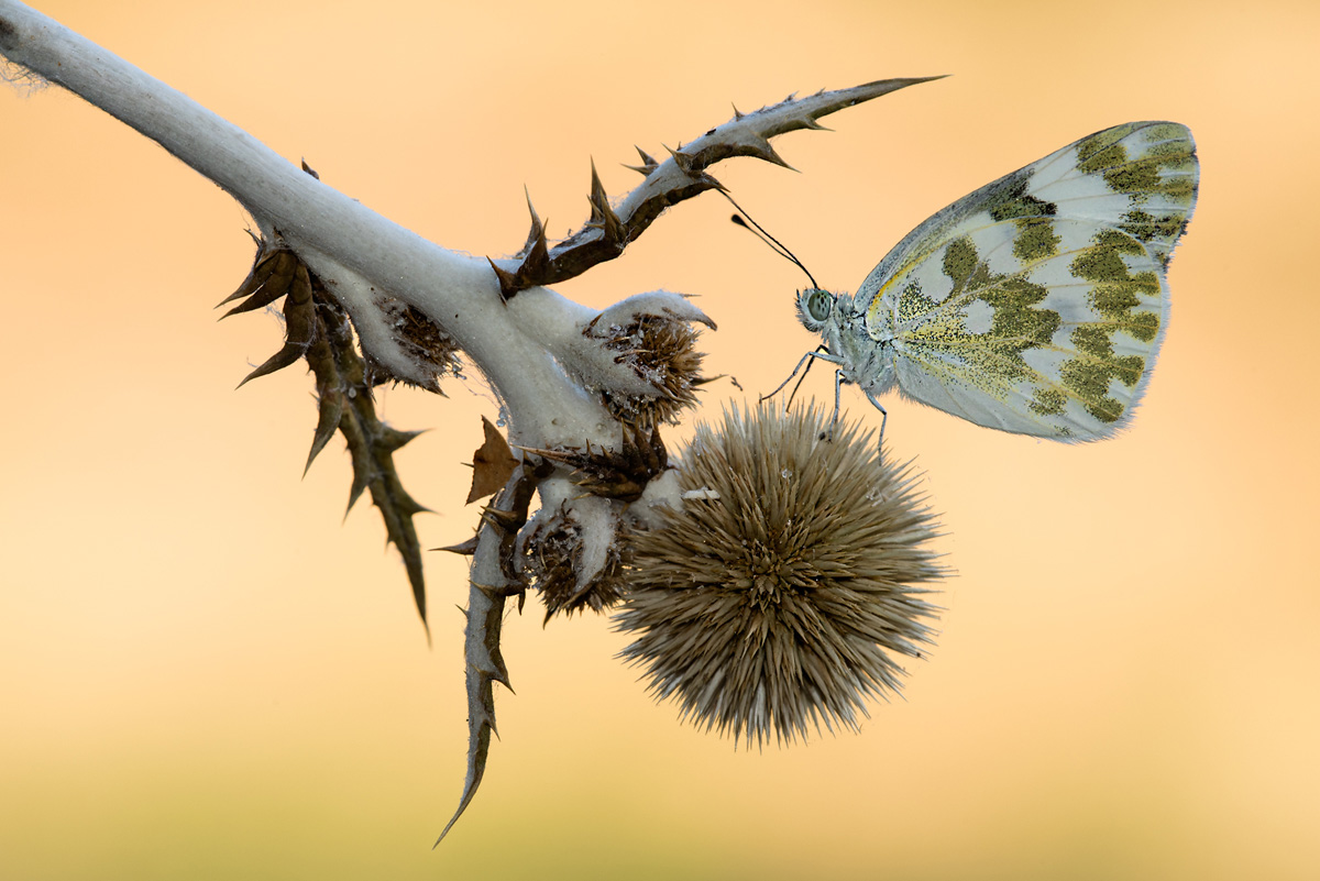 Echinops sphaerocephalus